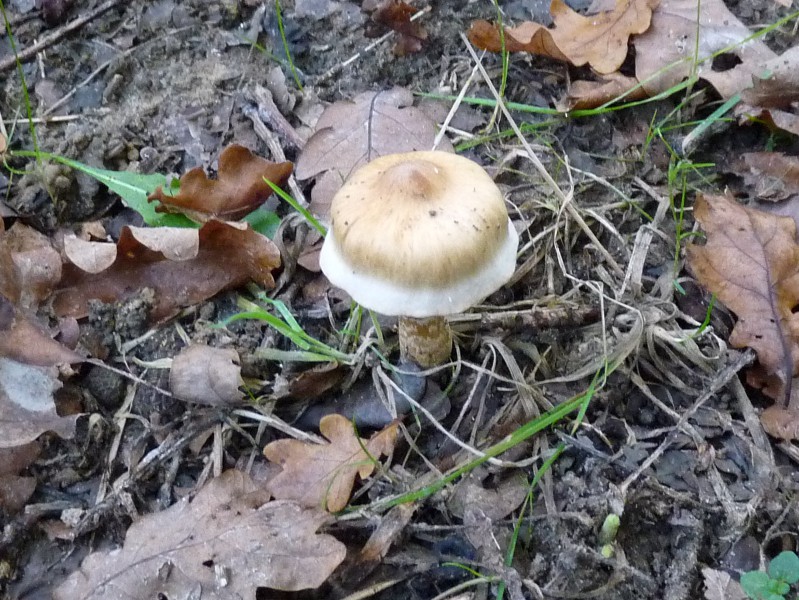 P1040030 scal 800 red .JPG