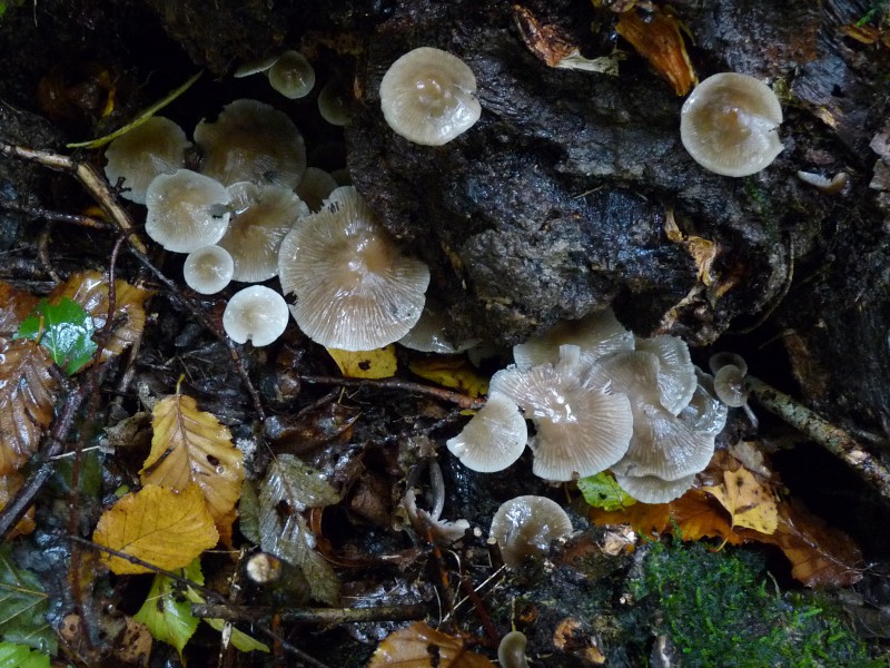 P1040166 Schleimi 800 red .JPG