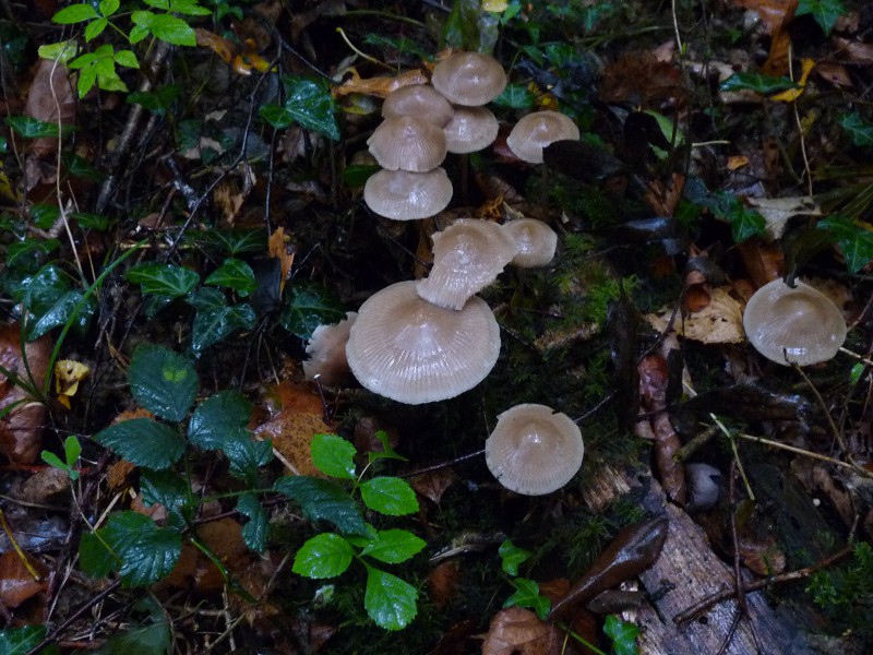 P1040176 Schleimi 800 red .JPG