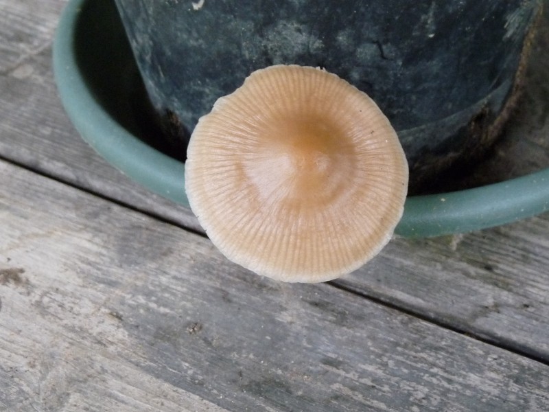 P1040192 Schleimi 800 red .JPG