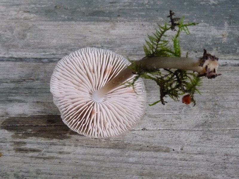 P1040180 Schleimi 800 red .JPG