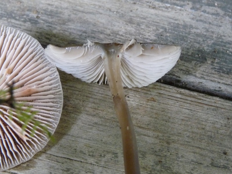 P1040183 Schleimi 800 red .JPG