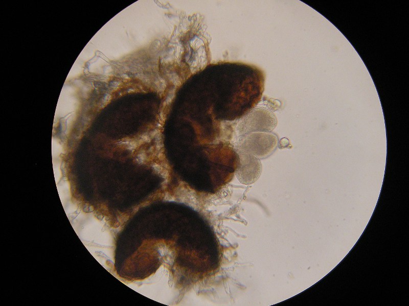 1000er Karlsruhe (6).JPG