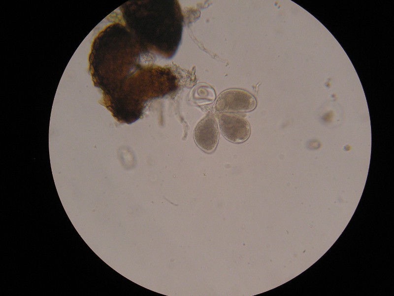 1000er Karlsruhe (9).JPG