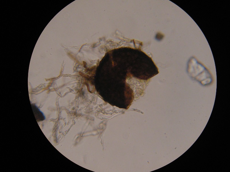 1000er Karlsruhe (10).JPG