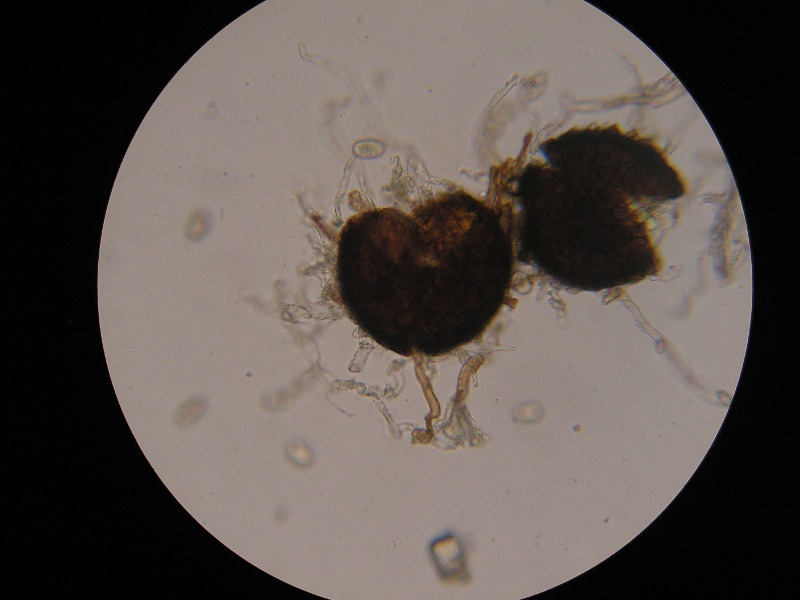 1000er Karlsruhe (13).JPG