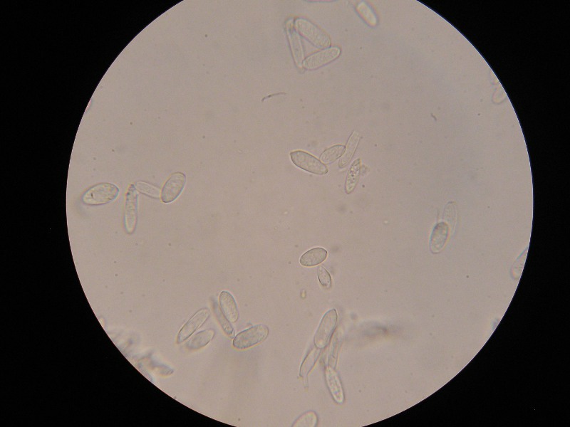 1000er Barkelsby (2).JPG