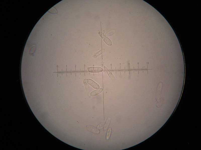 1000er Barkelsby (10).JPG