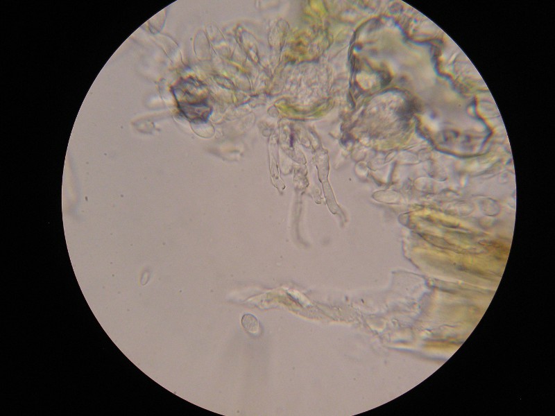 1000er Barkelsby (16).JPG