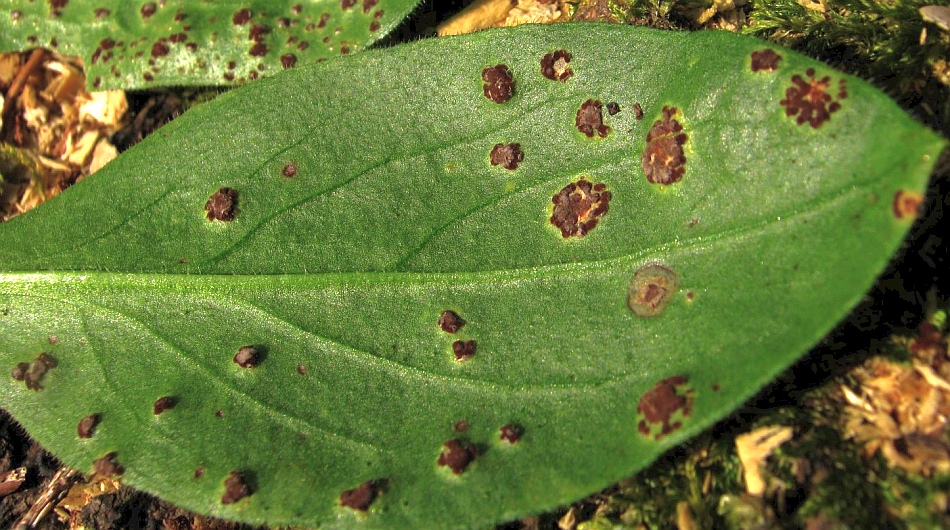 Puccinia cf arenariae an Silene dioica.jpg