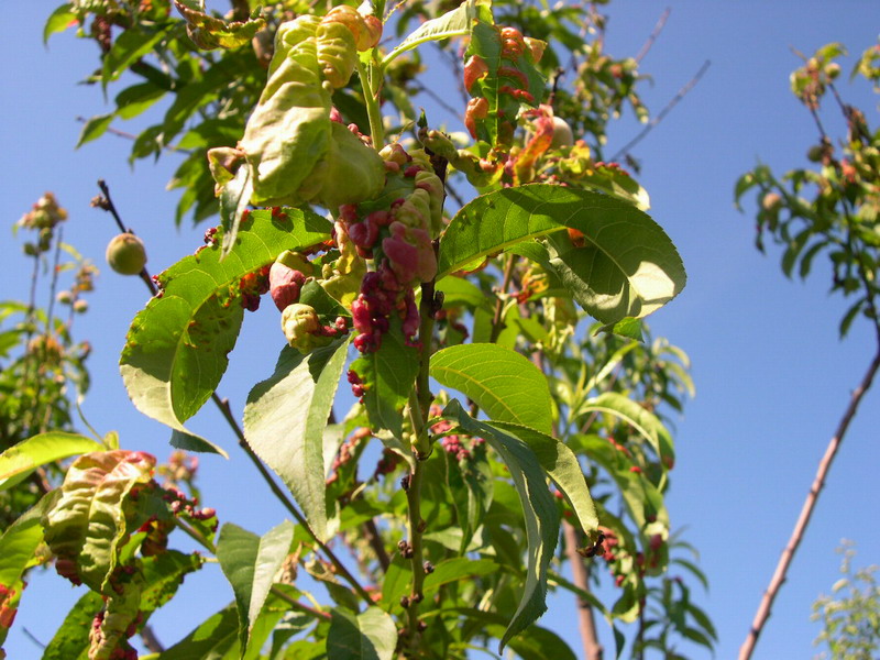 6-Taphrina deformans-2.1.6.1.1.24a.JPG