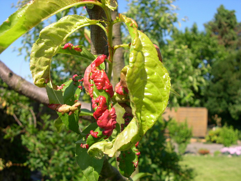 6-Taphrina deformans-2.1.6.1.1.24b.JPG