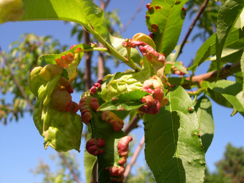 6-Taphrina deformans-2.1.6.1.1.24c.JPG
