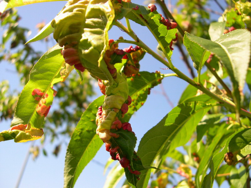 6-Taphrina deformans-2.1.6.1.1.24d.JPG