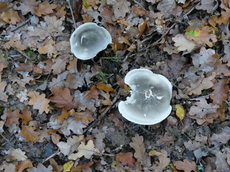 P1040208 Tricho Hut 800 red .JPG