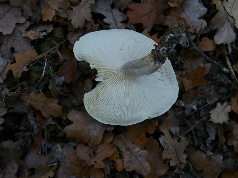 P1040212 Tricho Lamellen 800 red .JPG
