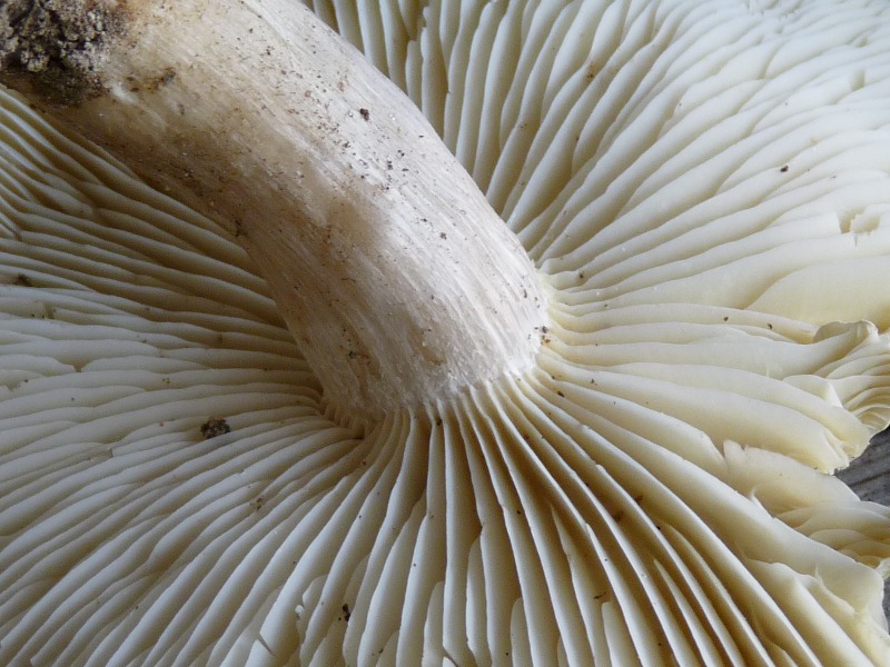 P1040228 Tricho Lamellen 800 red .JPG