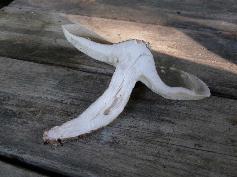 P1040233 Tricho Schnitt  800 red .JPG