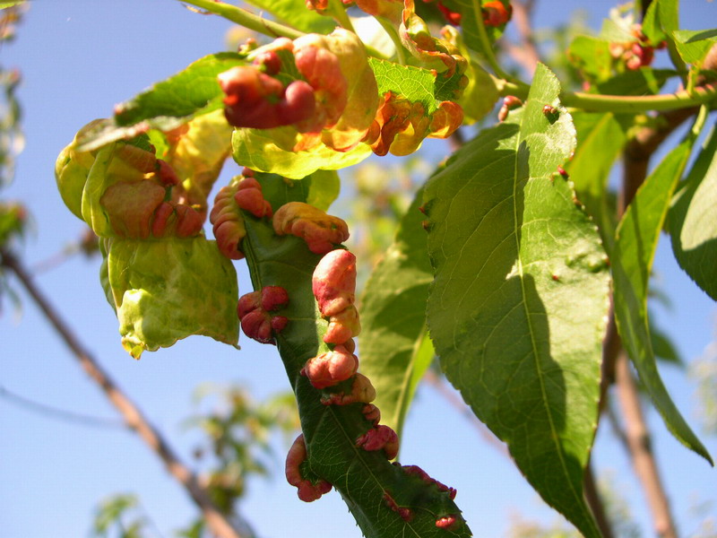 6-Taphrina deformans-2.1.6.1.1.24e.JPG