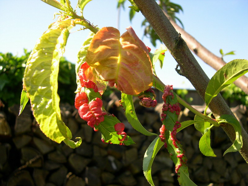 6-Taphrina deformans-2.1.6.1.1.24f.JPG