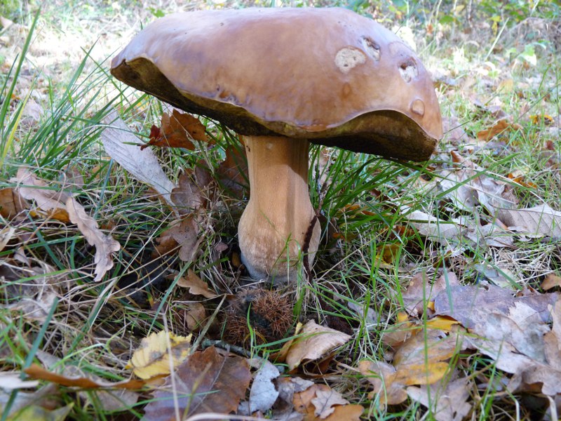 P1040249 Bol Tot 800 red .JPG