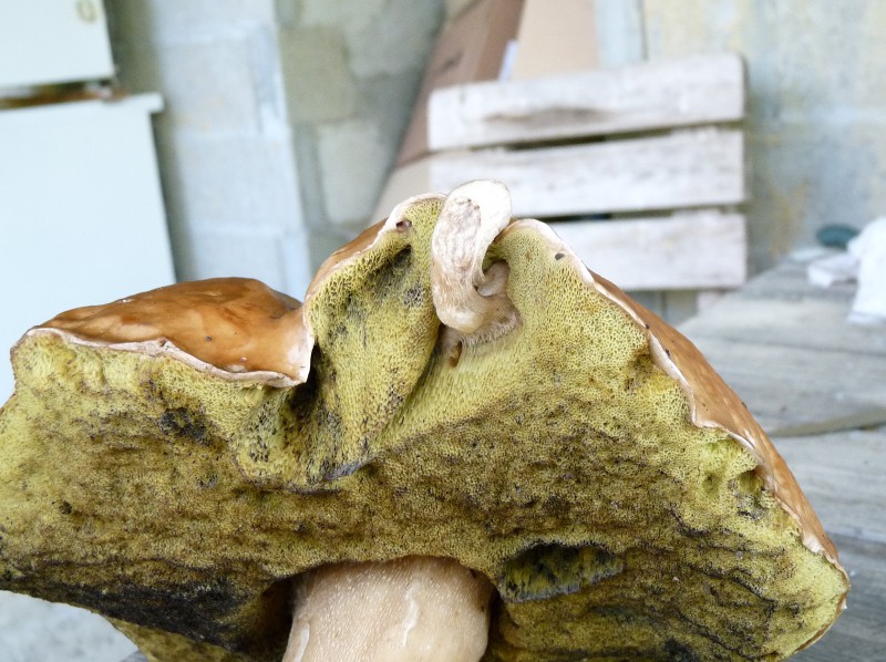 P1040267 Bol Hutrand mit Kindl 800 red .JPG