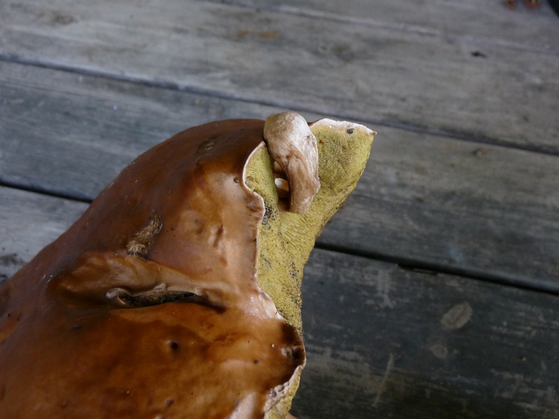 P1040271 Bol Kindl 800 red .JPG