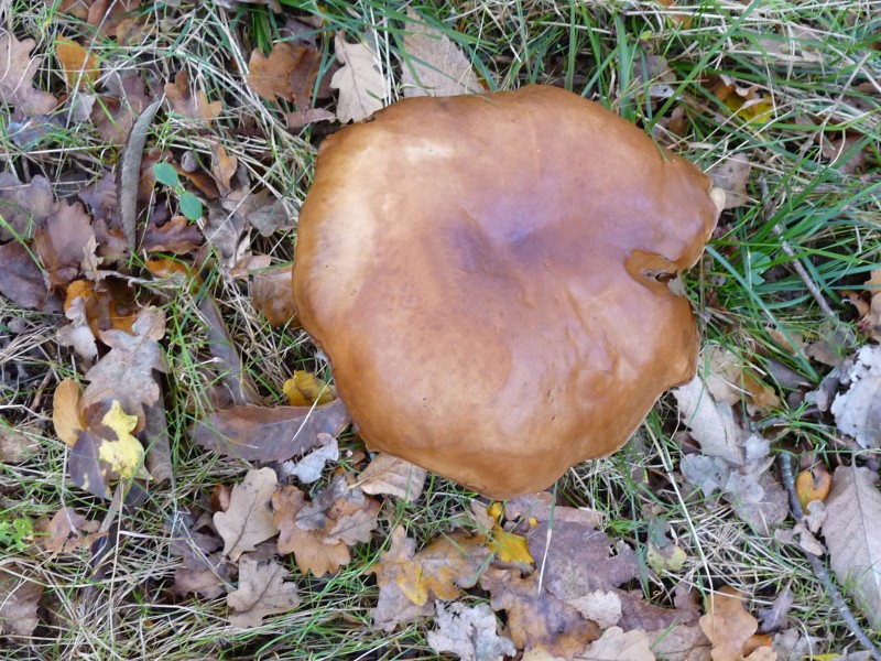 P1040248 Bol Hut 800 red bearb .JPG