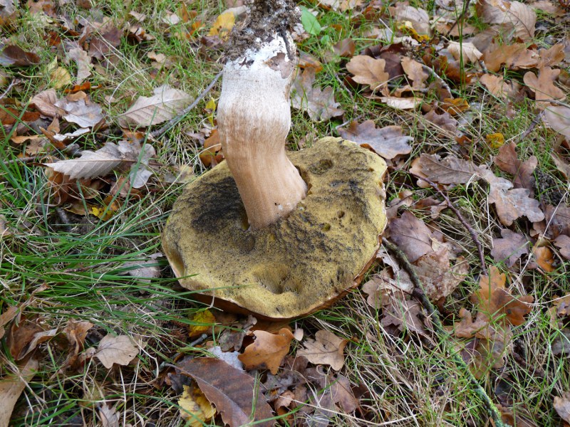 P1040252 Bol Röhren + Stiel 800 red .JPG