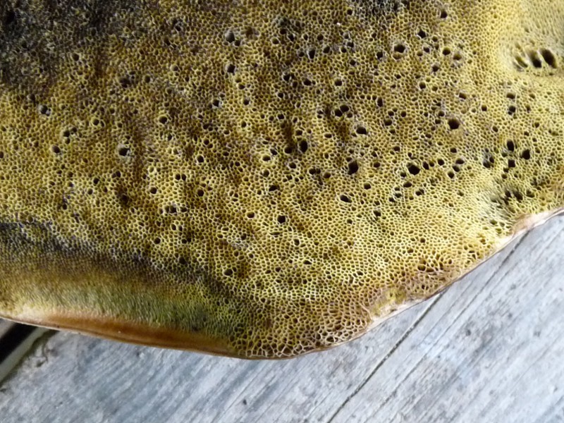 P1040258 Bol Röhren 800 red .JPG