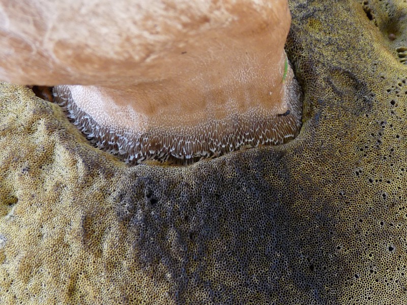 P1040263 Bol Naht Hut Stiel 800 bearb red .JPG