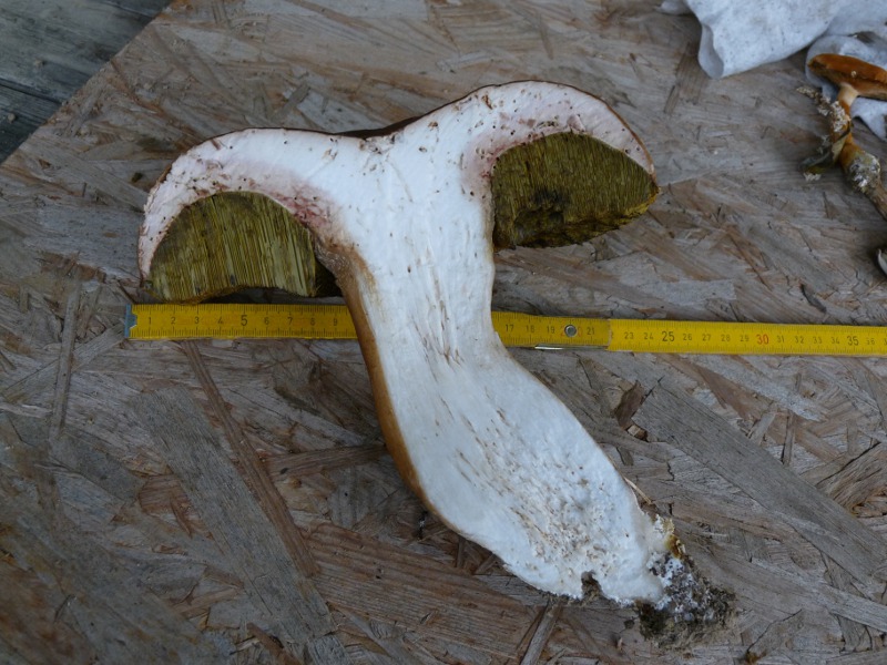 P1040276 Bol 800 Schnitt red .JPG