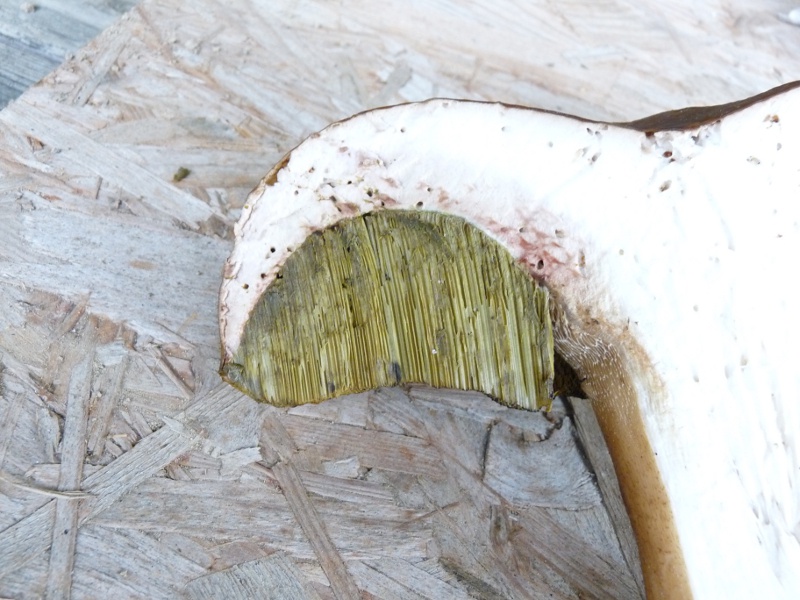 P1040277 Bol Röhren Schnitt 800 red .JPG