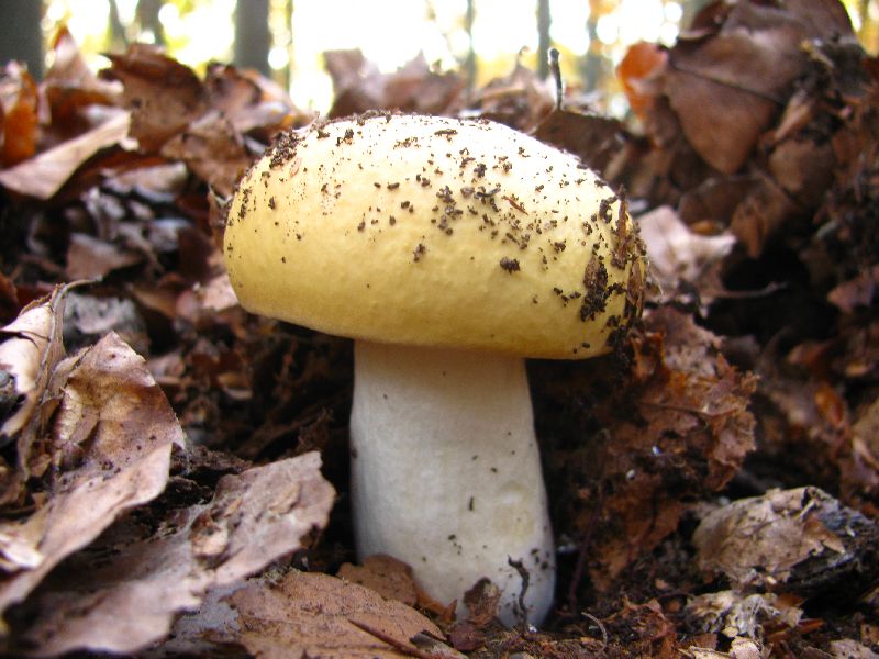 Gelber Graustiel-Täubling.JPG