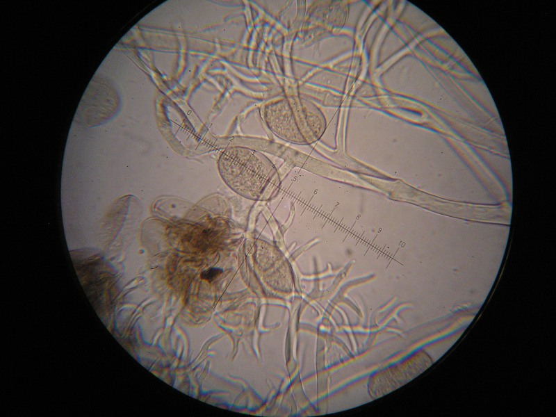 1000er Heister (18).JPG