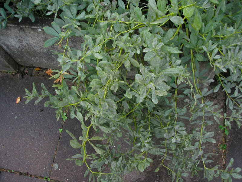 Schulbiozentrum (13).JPG