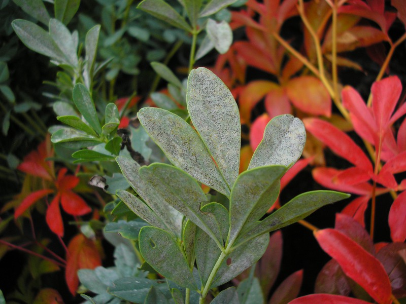 Schulbiozentrum (15).JPG