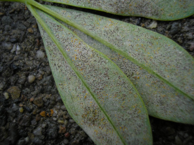 Schulbiozentrum (38).JPG