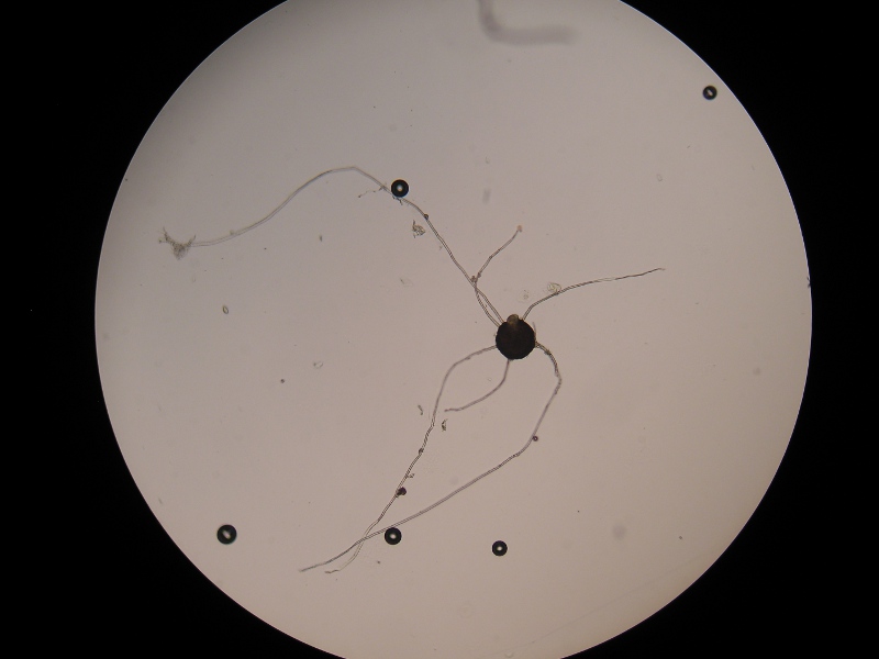 200er Biozent (5).JPG