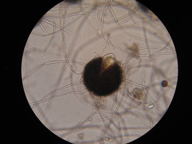 400er Biozent (12).JPG