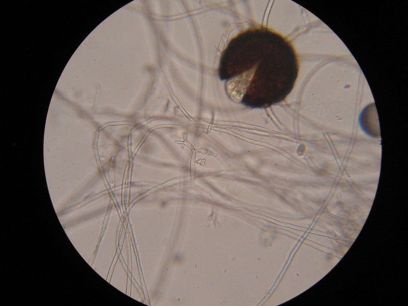 400er Biozent (13).JPG