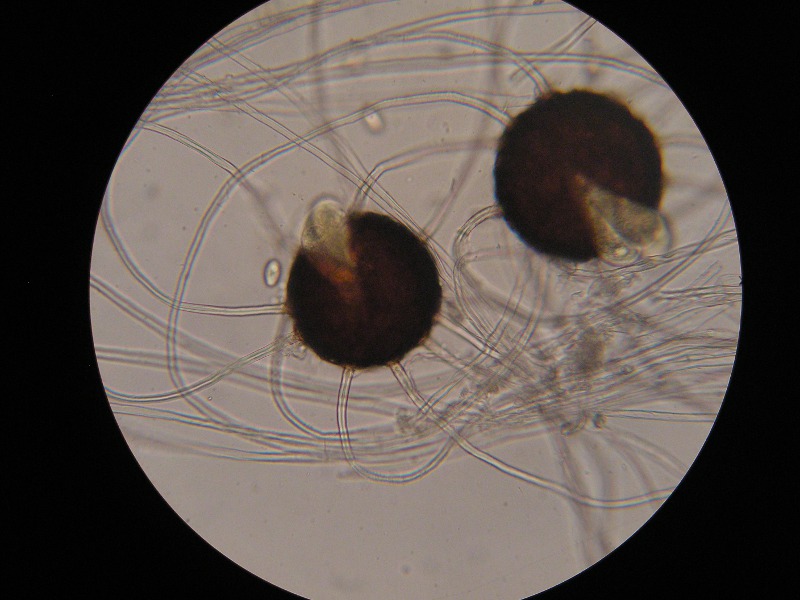 400er Biozent (16).JPG