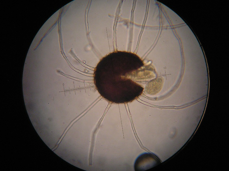 400er Biozent (18).JPG