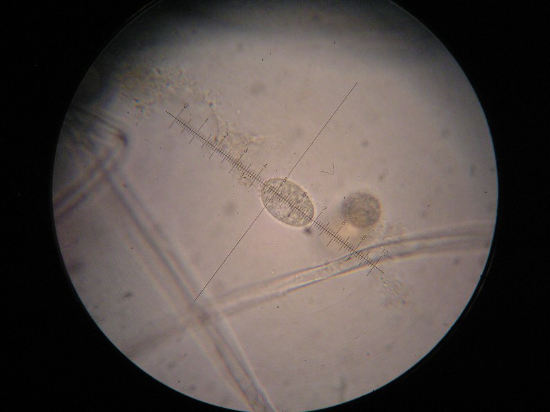 1000er Biozentrum.JPG