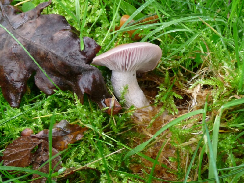 P1040288 oliv 800 red .JPG