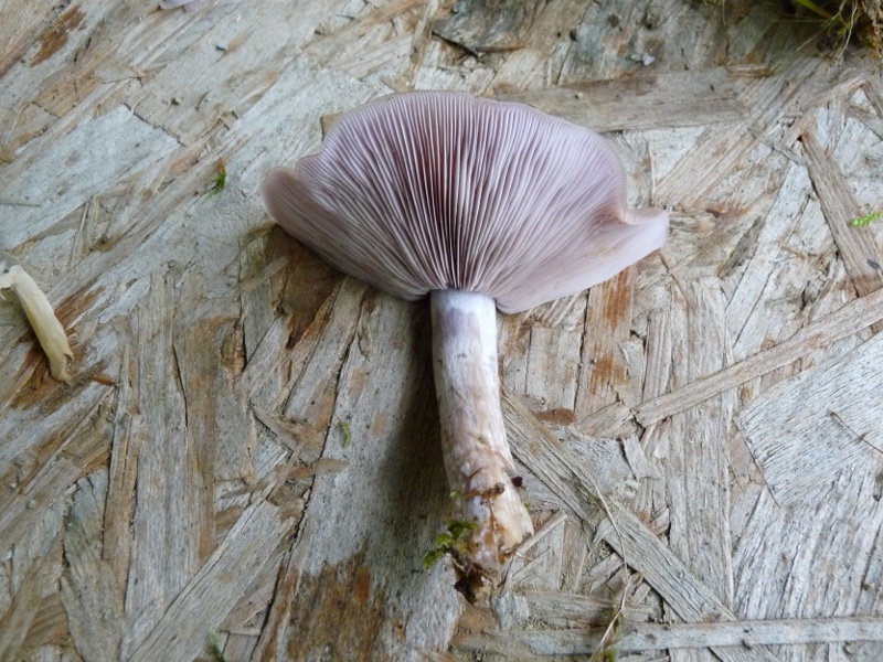 P1040307 oliv Stiel+Lamellen 800 red .JPG