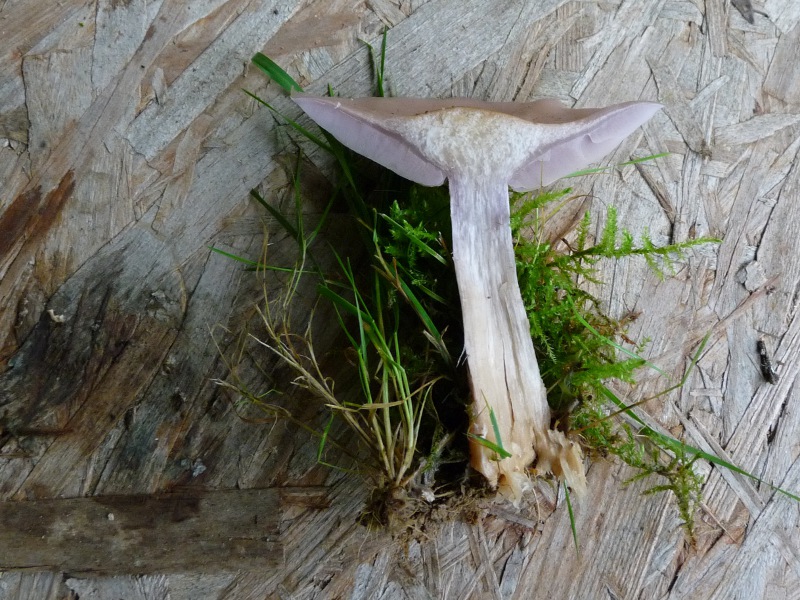 P1040300 oliv Schnitt 800 red .JPG