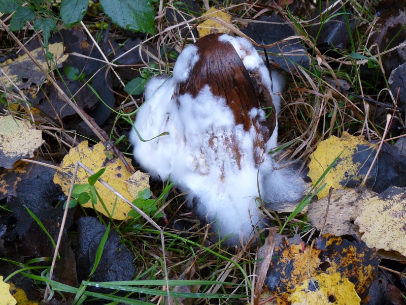 P1040283 Flieg  800 red .JPG