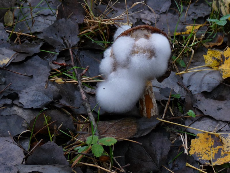 P1040294 Lecc Schimmel 800 red .JPG