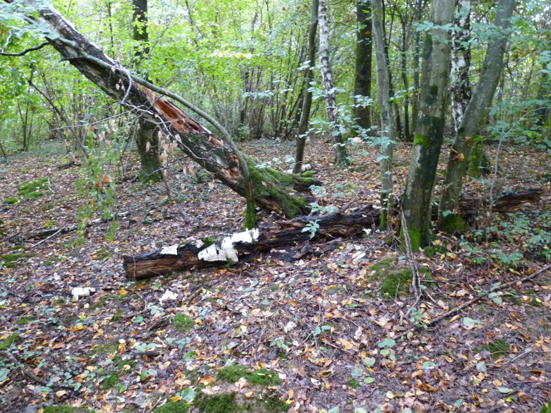 P1030783 Urwald 800 red .JPG